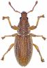 Polydrusus marginatus